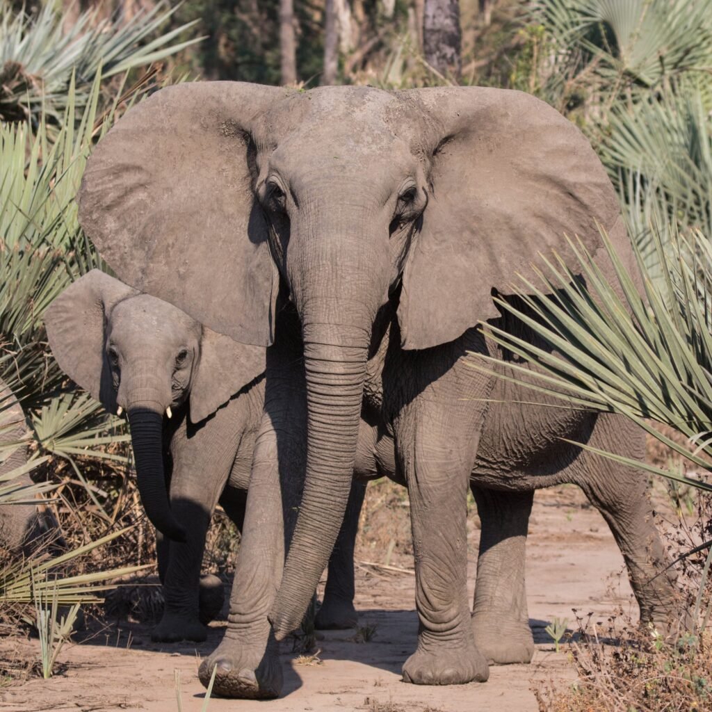 Elefantes nacen sin colmillos en Mozambique ¿Evolución o experimento?