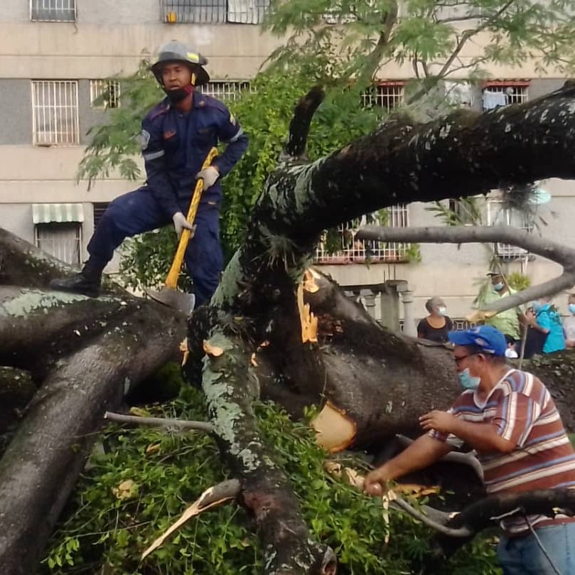 Miranda | Reportan una persona fallecida y varios lesionados tras caída de un árbol en Guarenas (+Fotos)