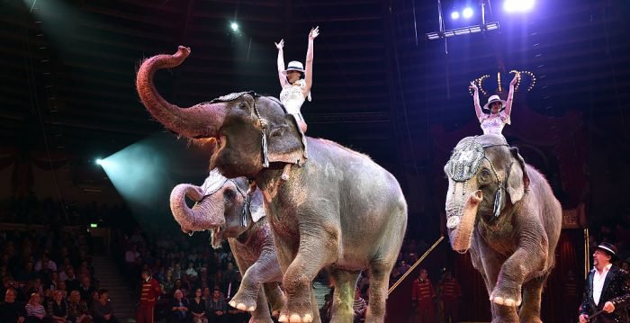 Francia prohibirá la presencia de animales salvajes en los circos