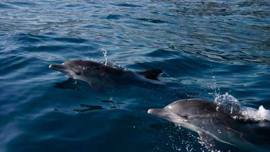Pescadores avistaron delfines en las costas del estado Vargas (+Video)