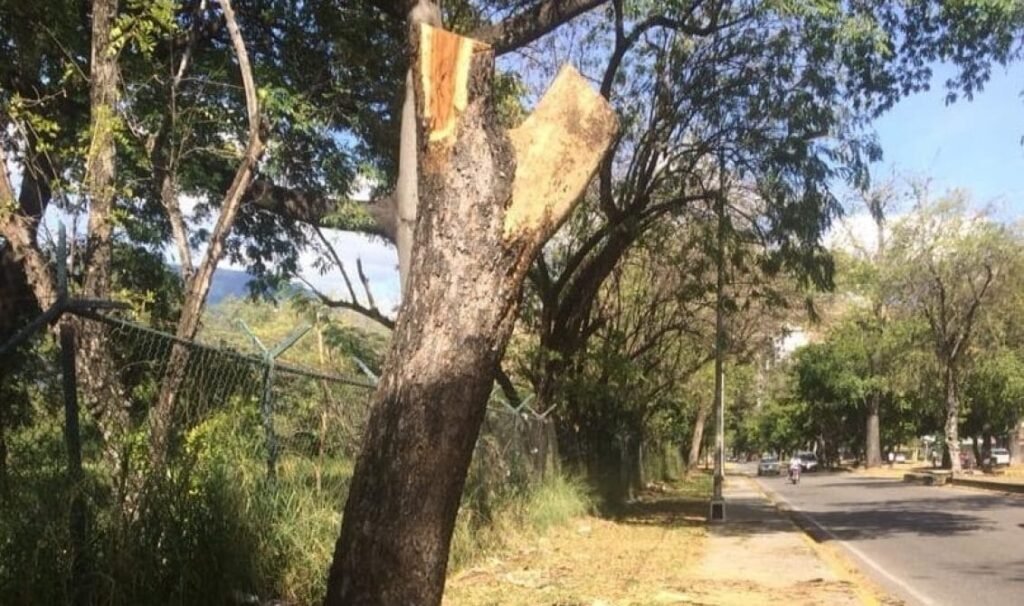 Aragua fallecido heridos árbol ARC