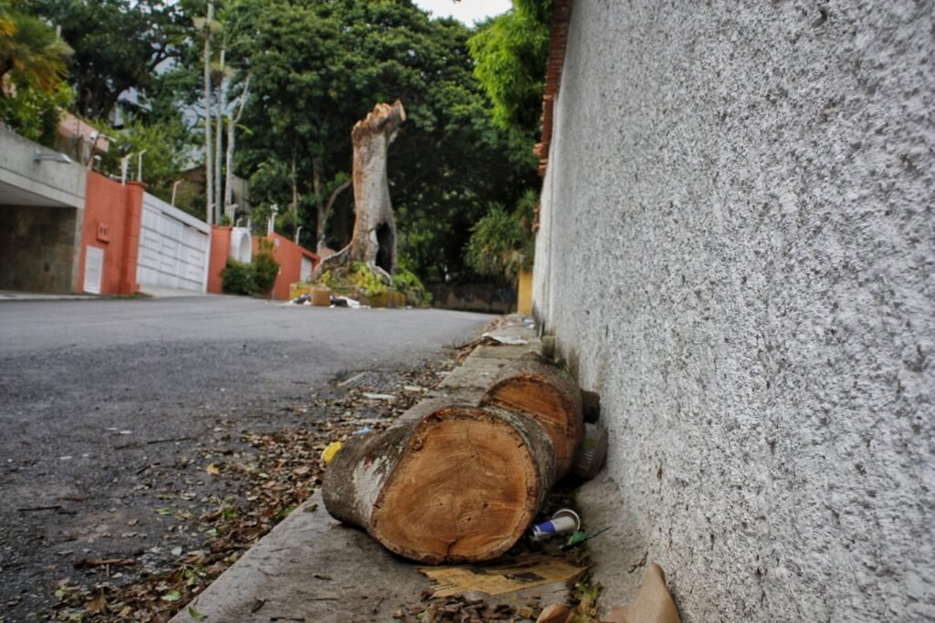 Especial| La tala silenciosa de árboles en Caracas que acaba con su definición de 'ciudad verde'