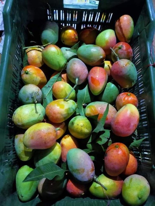 Aprenda a elaborar una deliciosa jalea de mango