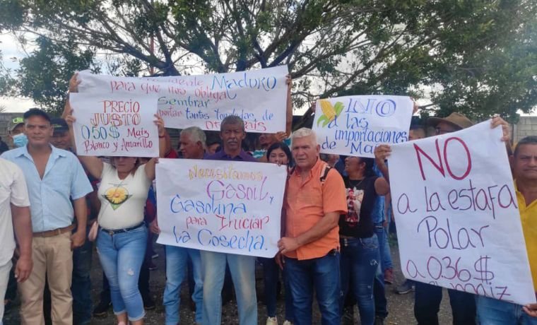 productores de portuguesa protestaron por baja de precios del maiz