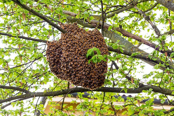 Lara | Niños de un plan vacacional fueron atacados por un enjambre de abejas