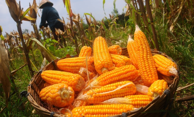 Agricultores advierten pérdida de la producción de maíz por falta de concertación de precios