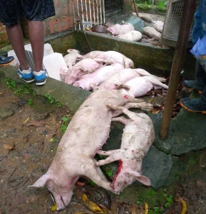 cerdos muerto por impacto de rayo