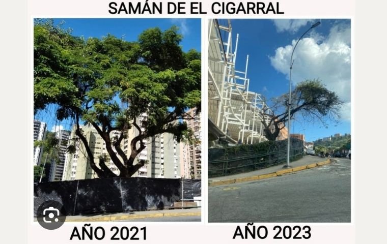 Samán de El Cigarral