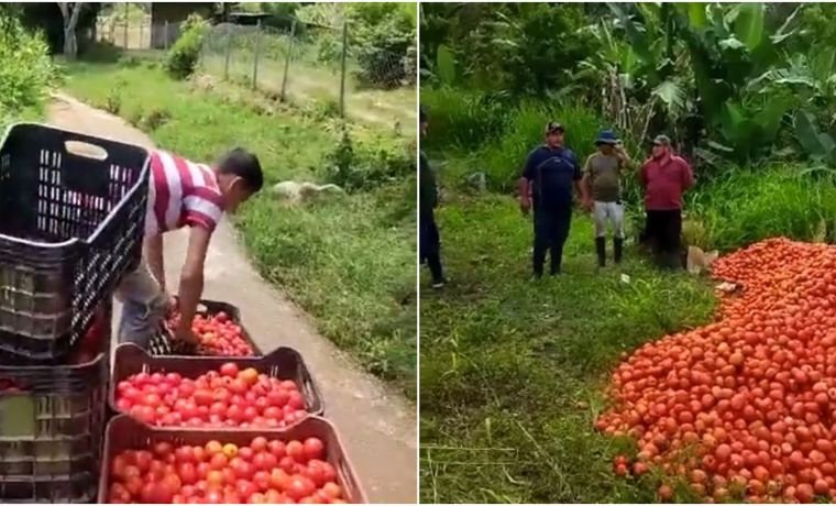 Productores en Trujillo botan los tomates