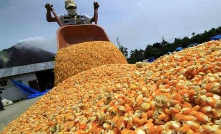Fedeagro | Cosecha de maíz en peligro por escasez de combustible y perjudica el ciclo norte-verano en Portuguesa