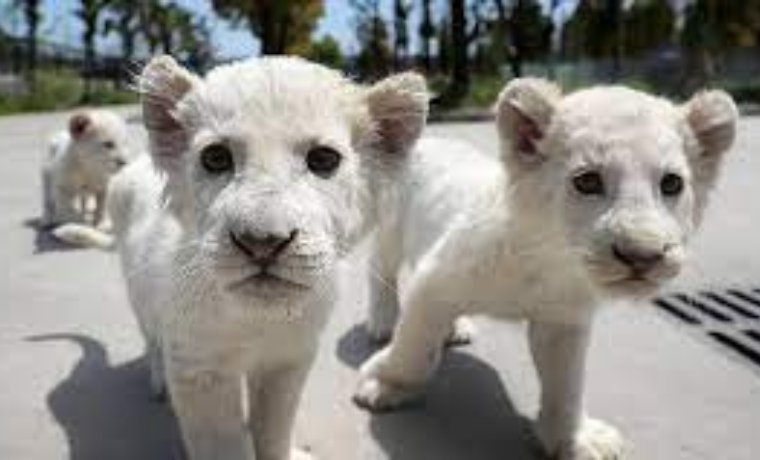 Zoológico de Maracay exhibe leones blancos nacidos en cautiverio
