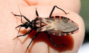 18 % de la población venezolana se estariá viendo afectada por la enfermedad de Chagas