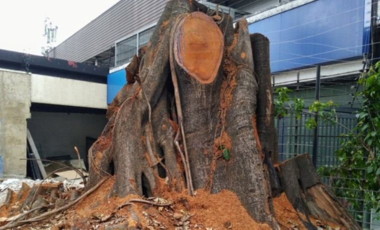 Maltrato a los árboles incide en el aumento de la temperatura en Caracas