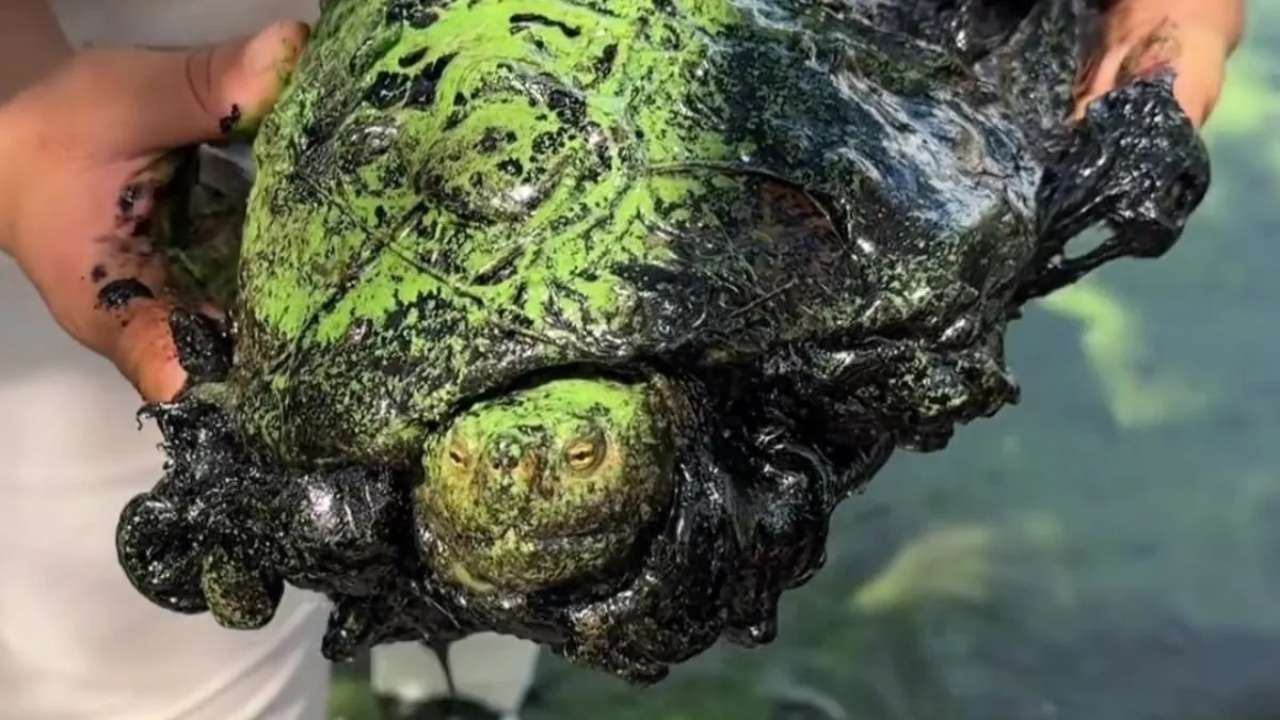 Crisis ecológica en el Lago de Maracaibo, especies marinas petrolizadas y saneamiento paralizado