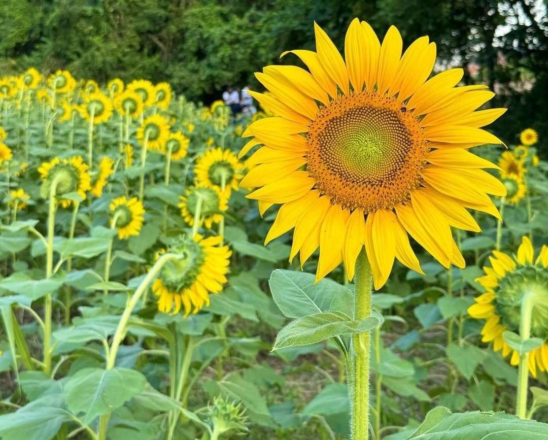Coposa firma convenio para producción de Girasoles en Portuguesa