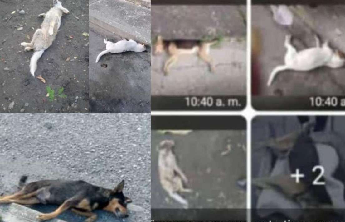 Denuncian que más de veinte animales fueron envenados en Turen