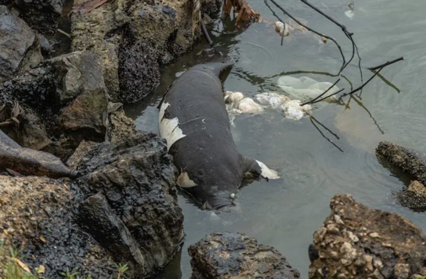 Un manatí y un delfín fueron hallados muertos en el Lago de Maracaibo