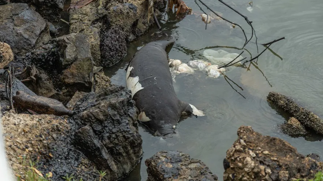 Un manatí y un delfín fueron hallados muertos en el Lago de Maracaibo