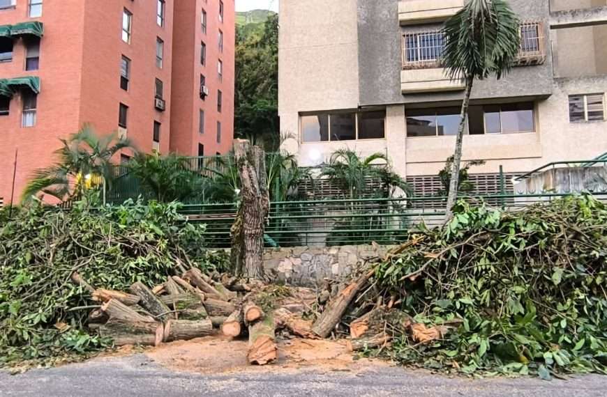 Tala indiscriminada en la Gran Caracas