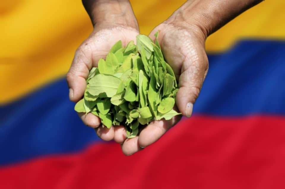 Producción de coca y cocaina en Colombia