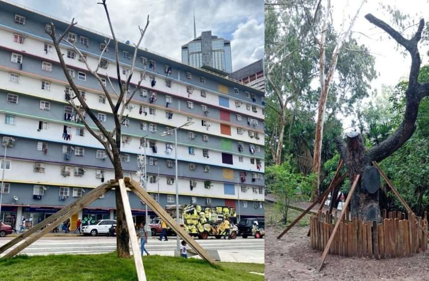 La sombra de la muerte sobre los árboles trasplantados en Caracas