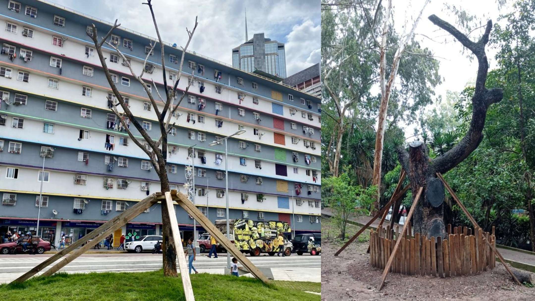 La sombra de la muerte sobre los árboles trasplantados en Caracas