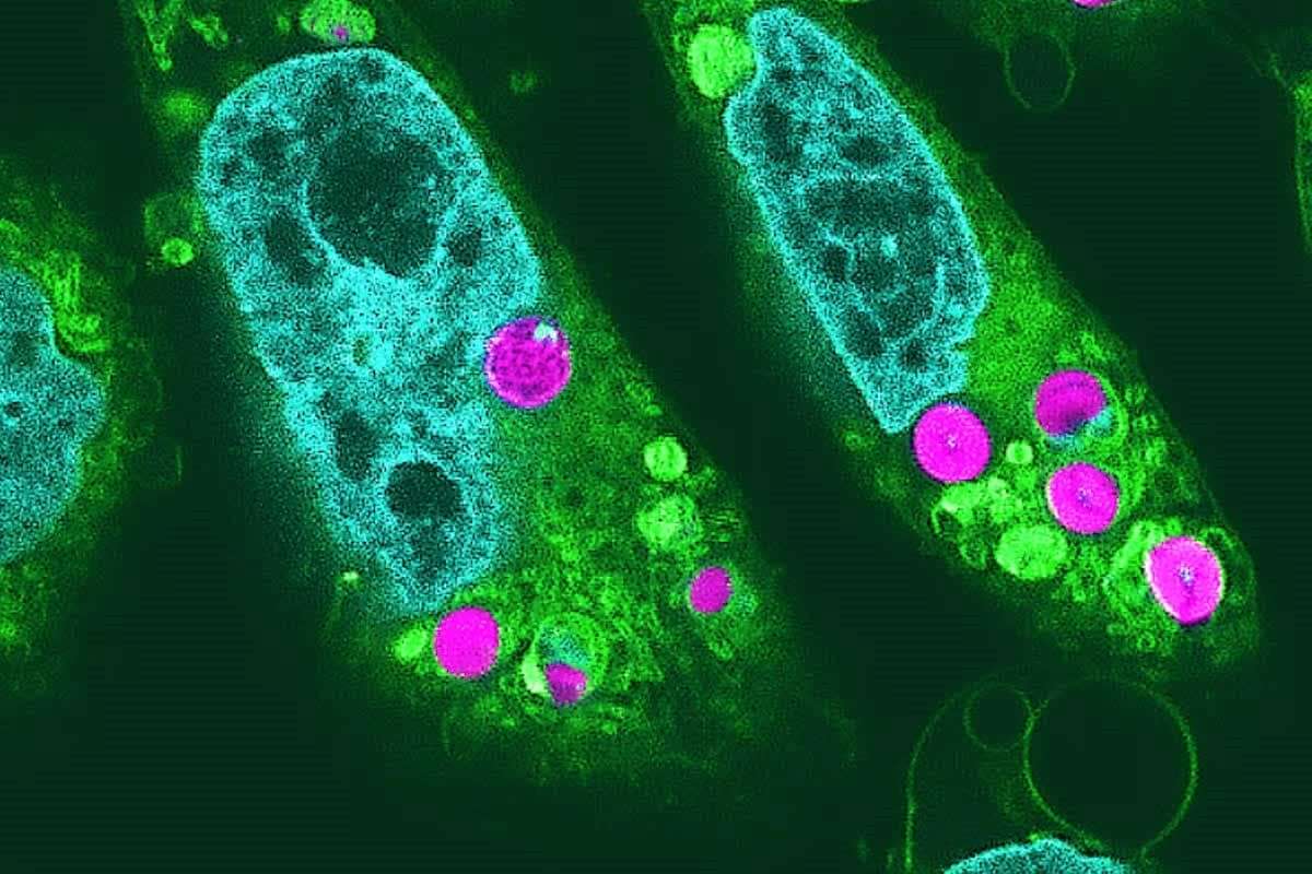 Creación de Células Híbridas de Plantas y Animales