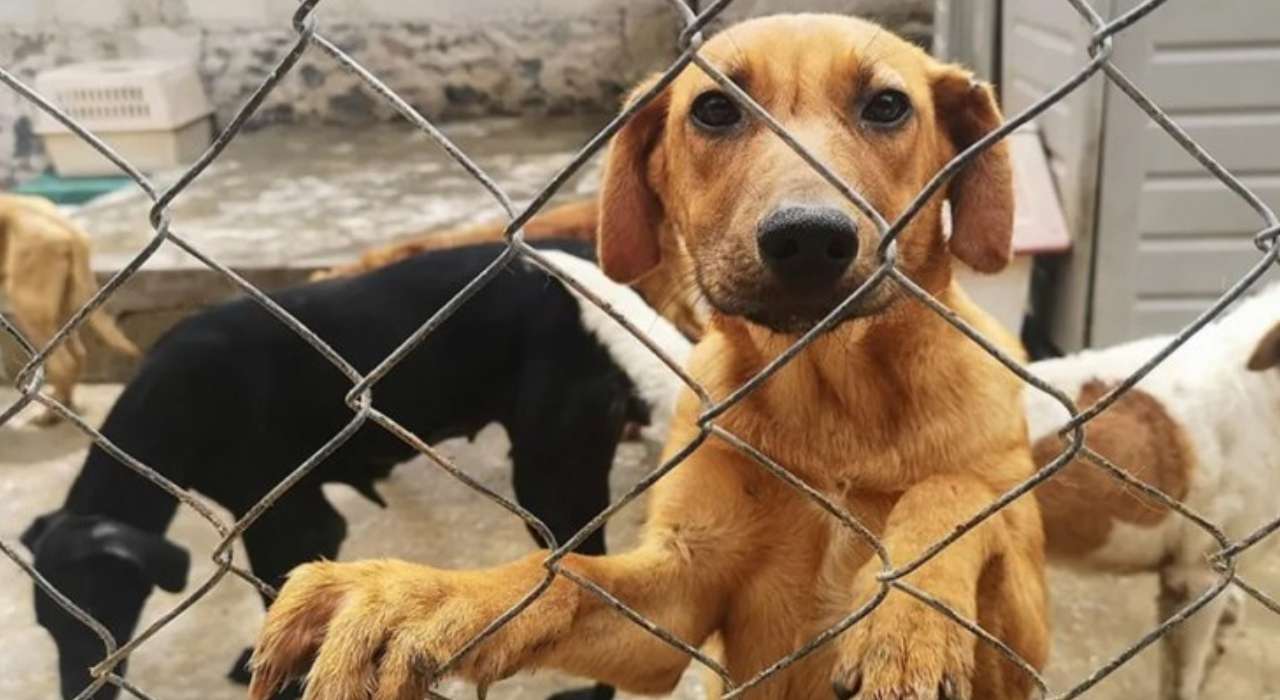 Indignante ataque a refugio de Maracay, 32 animales envenenados, tres gatos y un perro fallecieron