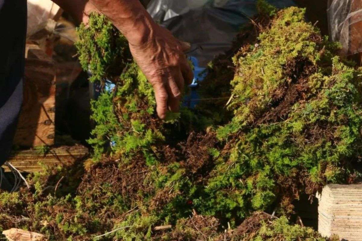 ¡Navidad sin musgo! La tradición que amenaza la vida silvestre en Venezuela