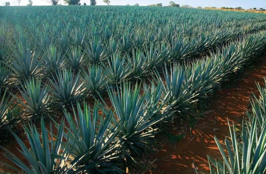 Estado Lara presenta ruta turística dedicada al Cocuy 100% Agave