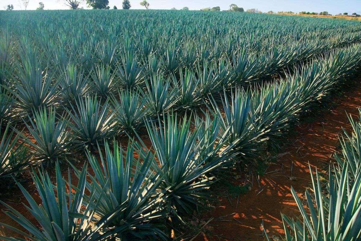 Estado Lara presenta ruta turística dedicada al Cocuy 100% Agave