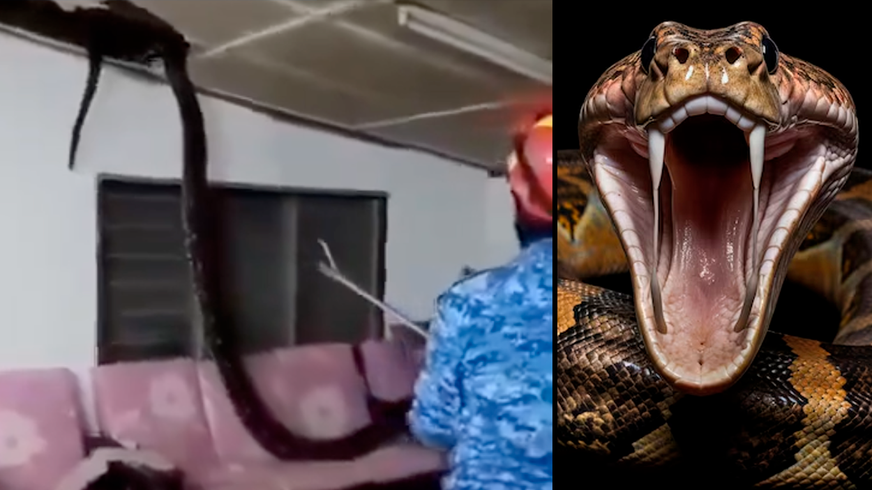 Pitón de tres metro en el techo