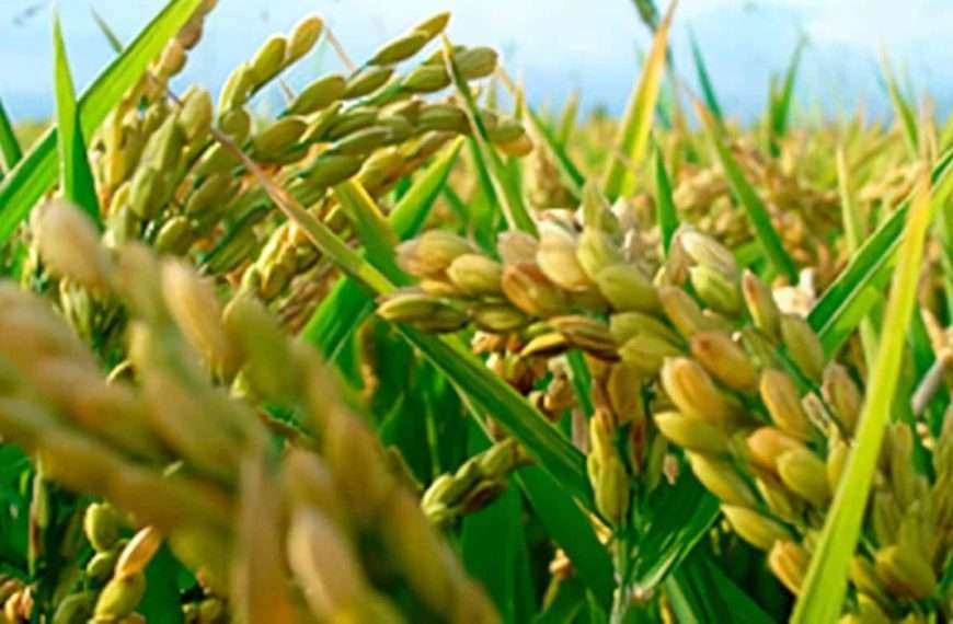 #Análisis: ¿Cuáles serían los efectos de no mantener la exoneración del ISLR al sector agroalimentario?