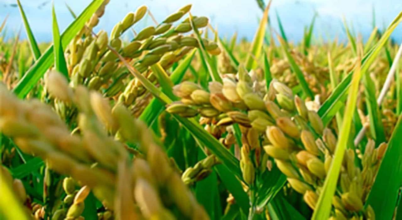 #Análisis: ¿Cuáles serían los efectos de no mantener la exoneración del ISLR al sector agroalimentario?