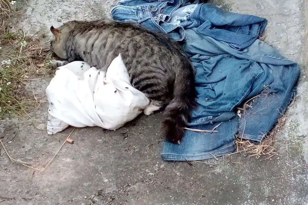 Tragedia felina en Los Teques| Envenenamiento masivo