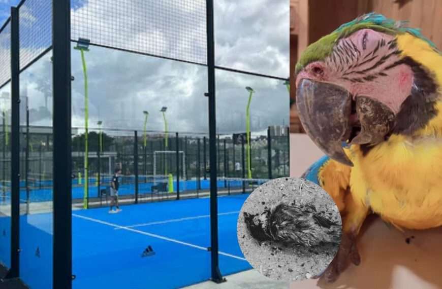 Canchas de pádel en Los Samanes: una amenaza mortal para miles de aves