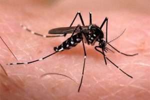 Brote de dengue prende las alarmas en Lara