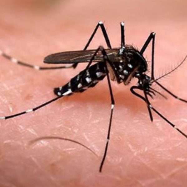 Brote de dengue prende las alarmas en Lara
