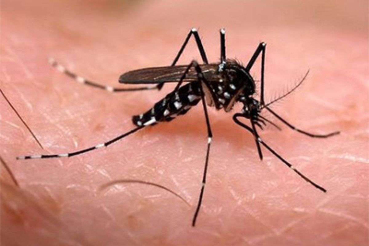 Brote de dengue prende las alarmas en Lara