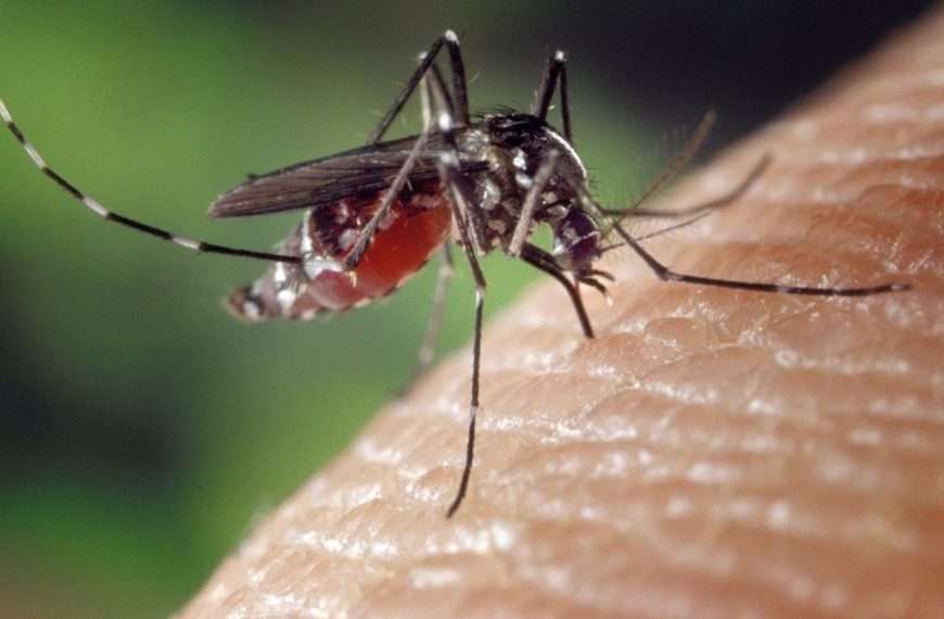 Científicos desarrollan proyecto que podría curar la leishmaniasis