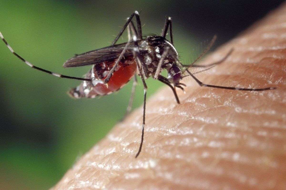 Científicos desarrollan proyecto que podría curar la leishmaniasis
