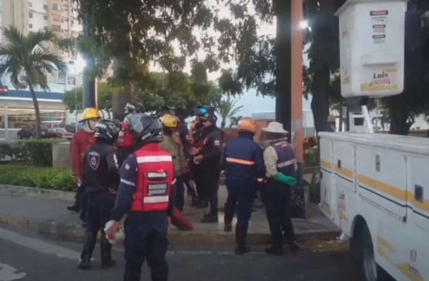 Lara | Ataque de abejas en Barquisimeto deja 20 heridos