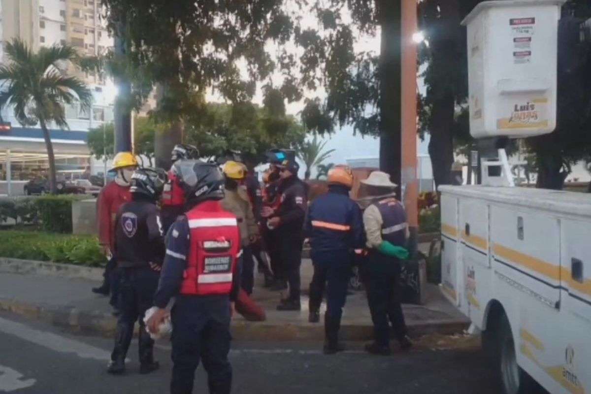 Lara | Ataque de abejas en Barquisimeto deja 20 heridos