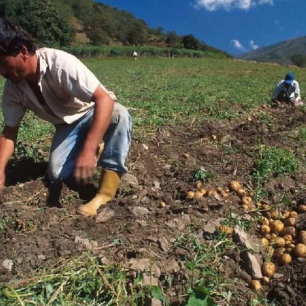 ¡Alerta en Mérida! Crisis amenaza producción de hortalizas