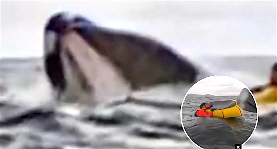 tragado_por_una_ballena venezolano