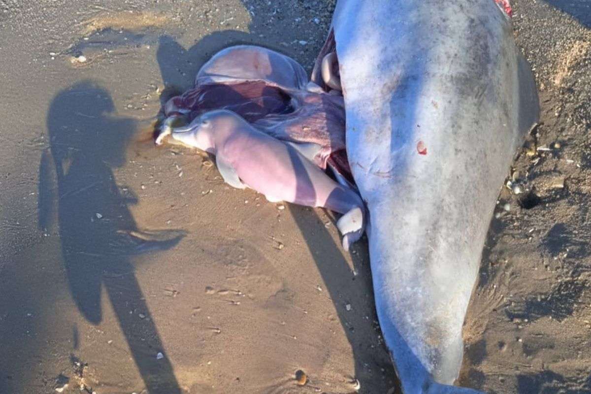 Alerta en Zulia | Cazan toninas en el Lago de Maracaibo