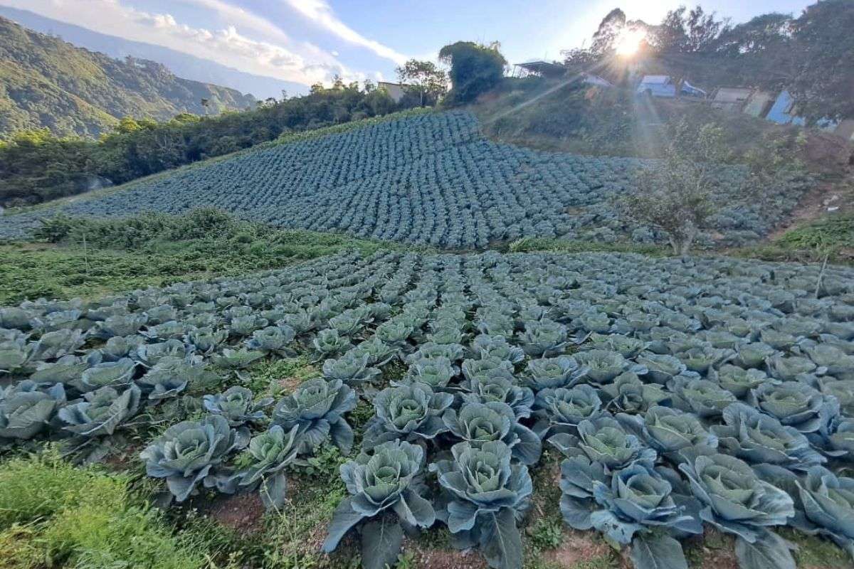 Agricultores venezolanos en crisis: Retrasos de supermercados ponen en jaque la producción de frutas y hortalizas"