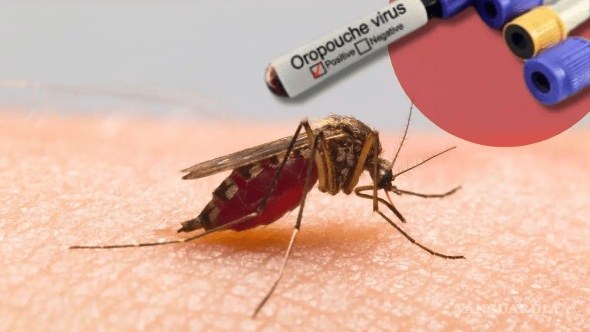 Confirman casos positivos del virus Oropouche