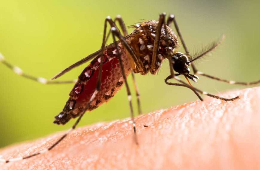 Alerta en Perú | Fiebre amarilla deja al menos 12 muertos en lo que va de 2025