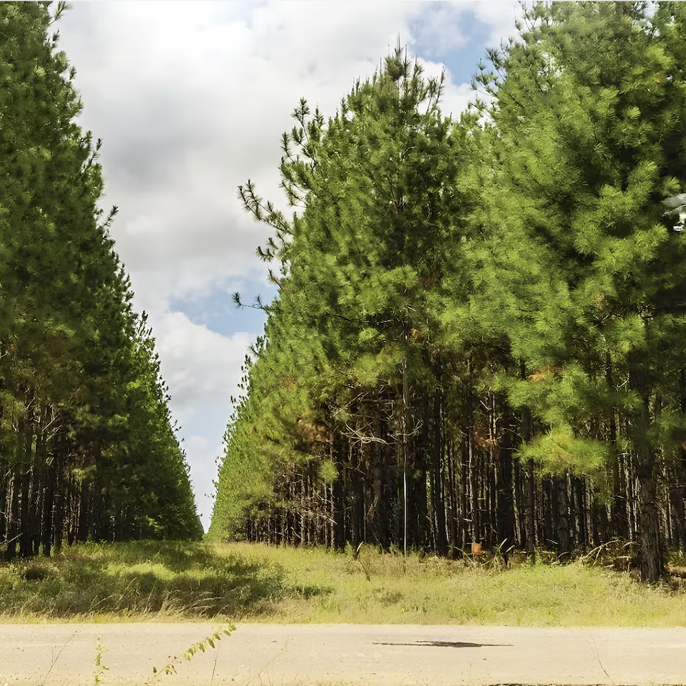 Bosques de pino en Uverito están en peligro